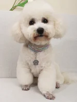 Cats and Dog Multi-color Paw Pet Collar
